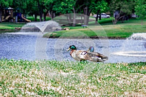 Ducks Scenary photo