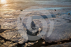 Ducks scurry on the ice lake, ice floes crack at  thaw