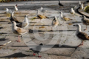 Ducks and seagulls enjoying the serenity of the park in a sunset afternoon