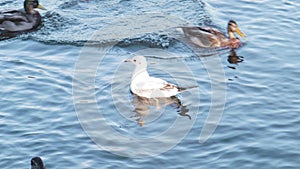 Ducks and seagulls fight over food nature water hungry