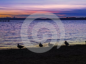 Ducks and seagulls in front of a sunset on Lake Washington, looking out at Seattle nightlife starting up