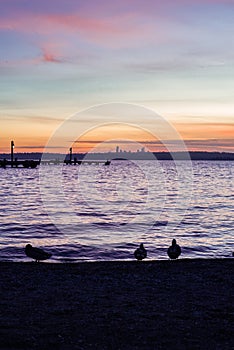 Ducks and seagulls in silhouette in front of a sunset on Lake Washington, looking out at Seattle nightlife