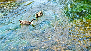 ducks in search of food to inspect the bottom of the river, a large fish stands nearby