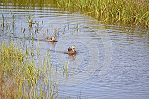 Ducks search the shallow water of the Egans Creek Greenway