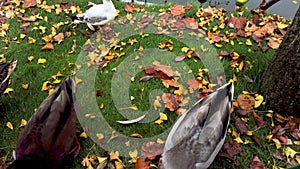 Ducks searching for food in the Tivoli Gardens in Copenhagen, Denmark, stock footage by Brian Holm Nielsen