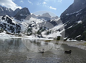 Ducks at Seebensee lake, Tyrol, Austria