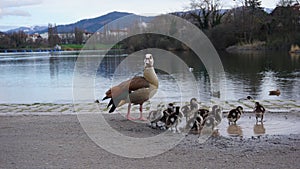 Ducks in Seepark Freiburg