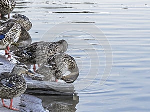 Ducks self cleaning at El Dorado East Regional Park.