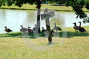 Ducks in the Shade