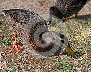 Ducks on shore of Estes Park Lake near Rocky Mountain National Park in Colorado