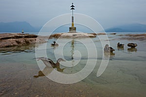 Ducks at the Sirmione coast
