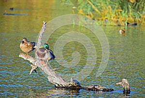 Ducks Sitting On A Log With A Terrapin