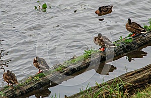 Ducks sitting on a log in the water