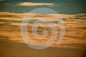 Ducks in the SKY - San Luis NWR, Los Banos