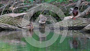 Ducks sleep, clean their feathers, eat algae. Ducks are beautifully reflected in water. A family of ducks, geese swims in a water