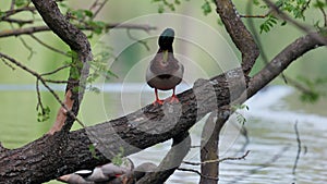 Ducks sleep, clean their feathers, eat algae. Ducks are beautifully reflected in water. A family of ducks, geese swims in a water