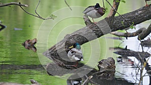 Ducks sleep, clean their feathers, eat algae. Ducks are beautifully reflected in water. A family of ducks, geese swims in a water