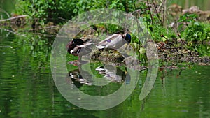 Ducks sleep, clean their feathers, eat algae. Ducks are beautifully reflected in water. A family of ducks, geese swims in a water