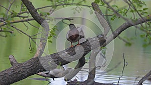 Ducks sleep, clean their feathers, eat algae. Ducks are beautifully reflected in water. A family of ducks, geese swims in a water