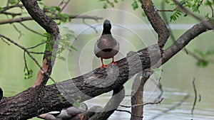 Ducks sleep, clean their feathers, eat algae. Ducks are beautifully reflected in water. A family of ducks, geese swims in a water