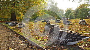 Ducks sleeping under the morning sun rays in Hyde park in london between autumn foliage