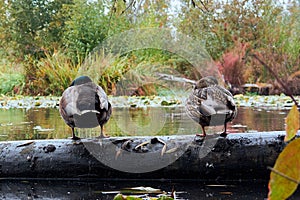Ducks sleeping on a log in wetlands.