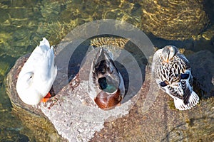 Ducks sleeping on a rock