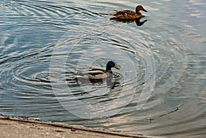 Ducks in the Sluice Canal on the river!