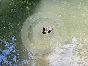 Ducks on small lakes or ponds along the Glatt River - ZÃ¼rich, Zuerich or Zurich, Switzerland / Schweiz