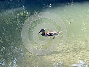 Ducks on small lakes or ponds along the Glatt River - ZÃ¼rich, Zuerich or Zurich, Switzerland / Schweiz