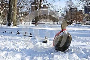 Ducks in Snow