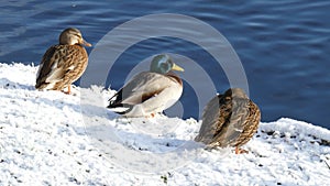 Ducks and snow standing on a lake shore in winter