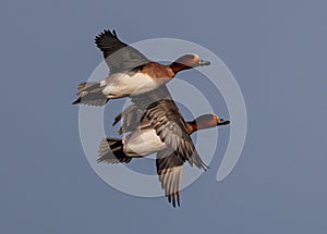 Ducks soaring in the tranquil blue sky in perfect unison