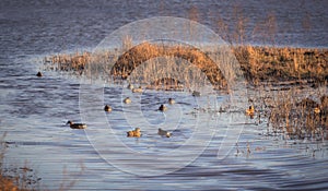 Ducks Spotted at Aiguamolls d`Emporda