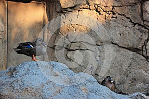 Ducks standing on a big rocks.