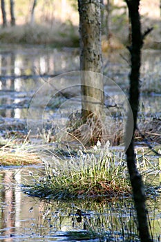 ducks are standing in water with their beaks up and down