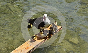 Ducks in Stolac