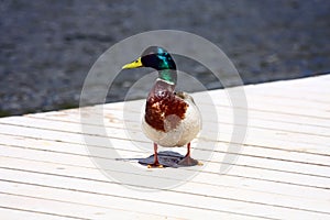 Ducks at Strbske pleso