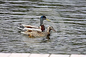 Ducks at Strbske pleso