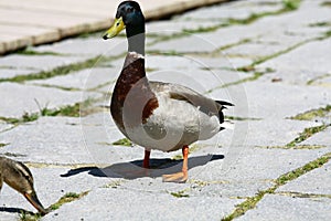 Ducks at Strbske pleso