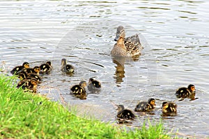 Ducks on a summer pond