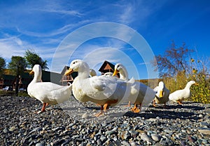 Ducks, sunny autumn day