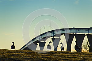 Ducks at sunset against the Gov Thomas Johnson Bridge