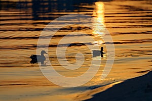 Ducks at sunset
