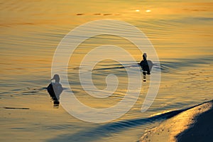 Ducks at sunset