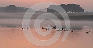 Ducks on sunset lake