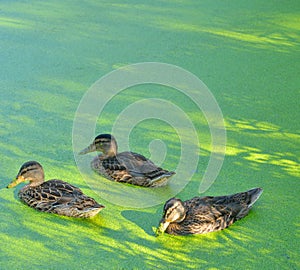 Ducks in the swamp.