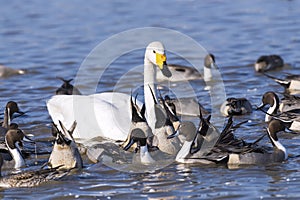 Ducks and a Swan