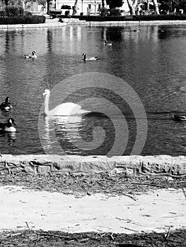 Ducks and Swan coasting through the lake