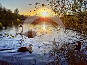 Ducks and Swann on lake at sunset birds water nature animals fauna flora life earth golden hour